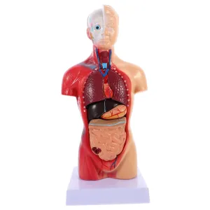 Disassembled Human Body Parts Set Learning Toys for Boys and reel redefine category Girls Educational Tool Heart Brain Random Torso Model 